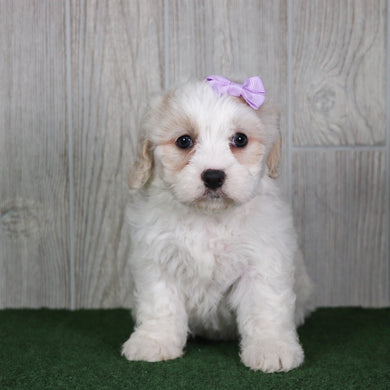Poppy - Available 5/14