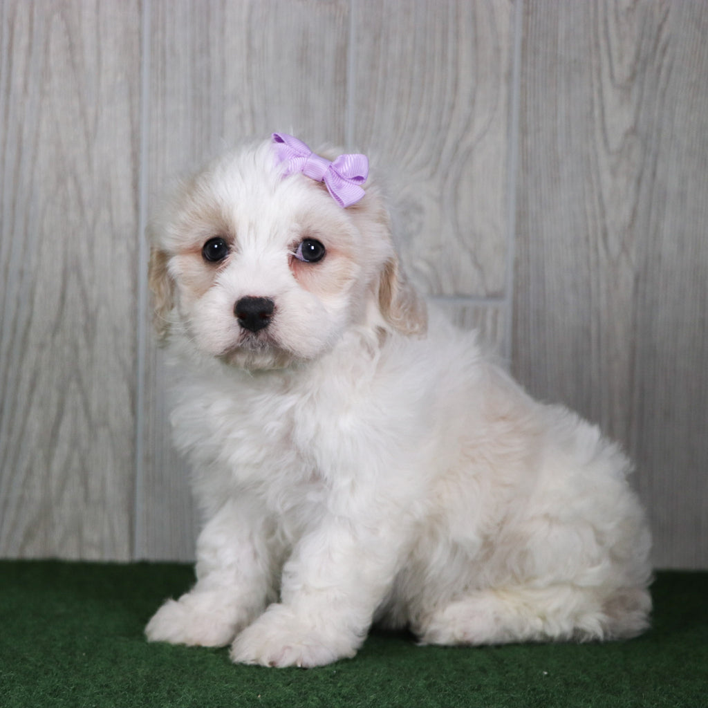 Poppy - Available 5/14