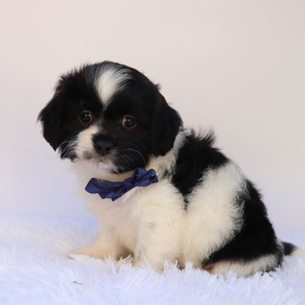 Princeton - Available 9/24