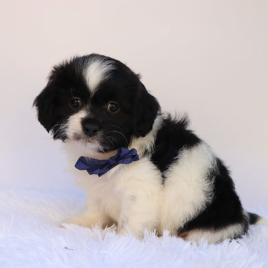Princeton - Available 9/24
