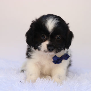 Princeton - Available 9/24