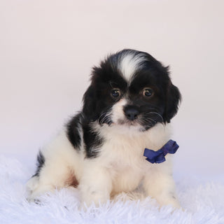 Princeton - Available 9/24