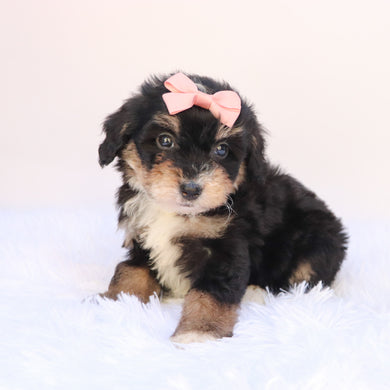 Primrose - Available 9/24