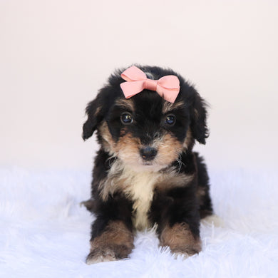 Primrose - Available 9/24