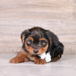 Puddles - Available 4/30