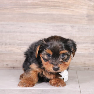 Puddles - Available 4/30