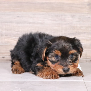 Puddles - Available 4/30