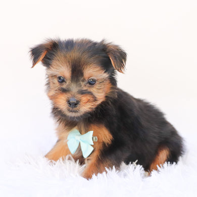 Purdy - Available 9/24