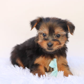 Purdy - Available 9/24