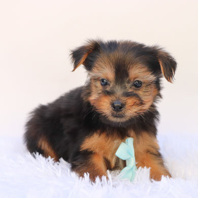 Purdy - Available 9/24