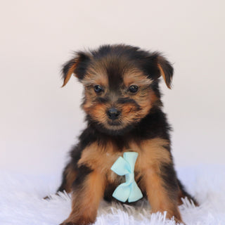 Purdy - Available 9/24