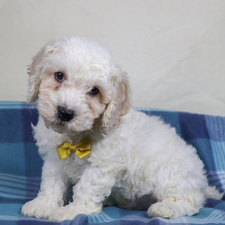 Quaker - Available 1/15