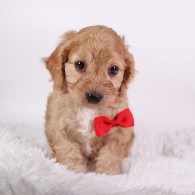 Quaker - Available 10/7