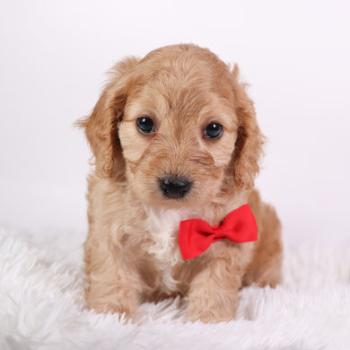 Quaker - Available 10/7