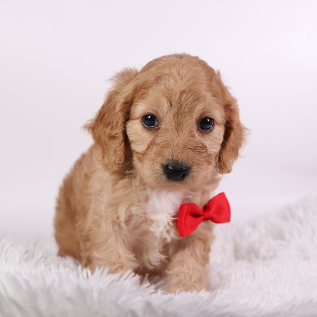 Quaker - Available 10/7
