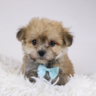 Quint - Available 11/26