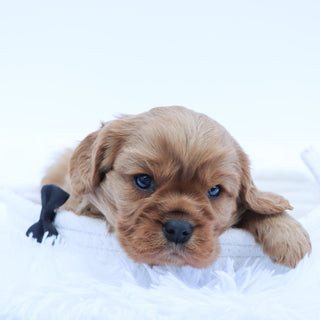 Why Choose Happytail Puppies?