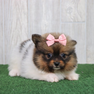 PUPPIES IN STANLEY, NORTH CAROLINA