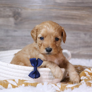 Ralph - Available 12/23