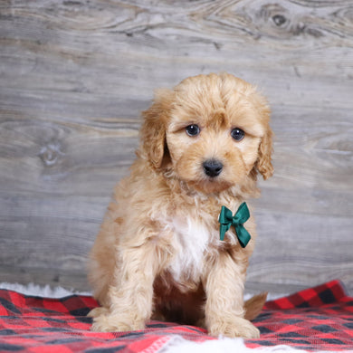 Ralph - Available 12/23