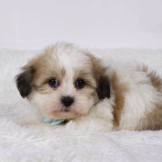 Randy - Available 11/5