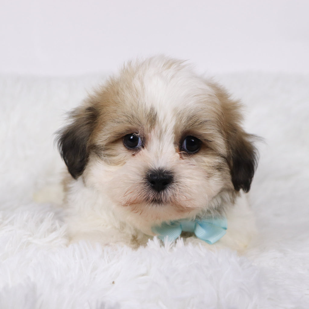 Randy - Available 11/5