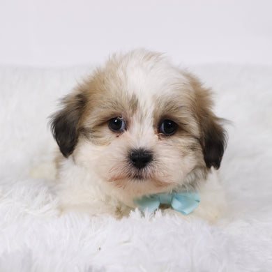Randy - Available 11/5