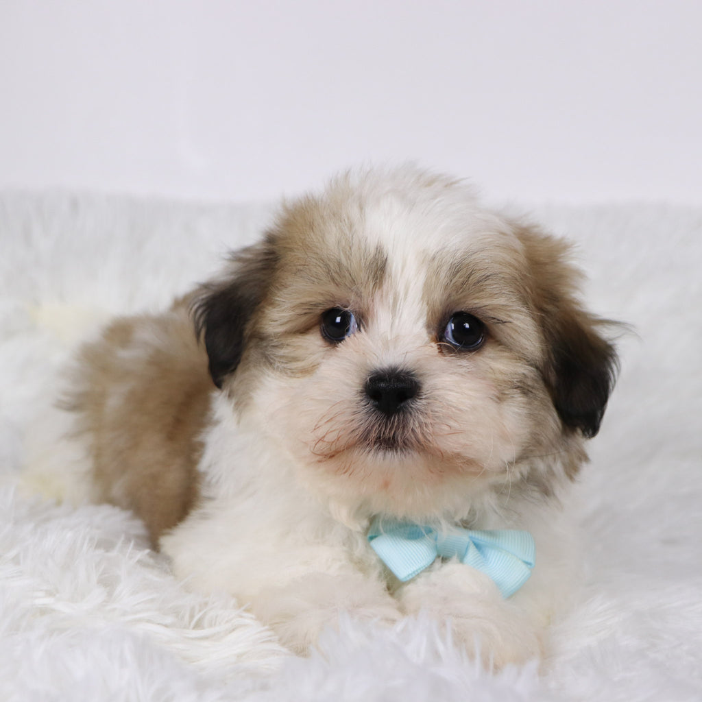Randy - Available 11/5