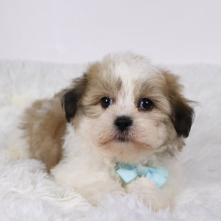 Randy - Available 11/5