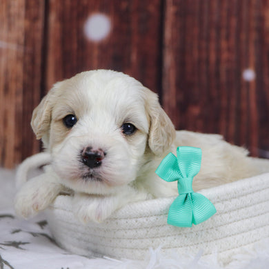 Ranger - Available 12/31