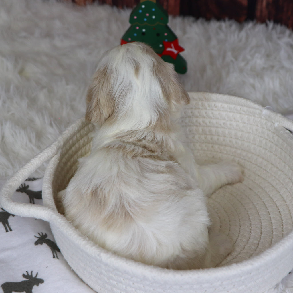 Ranger - Available 12/31