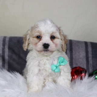 Ranger - Available 12/31