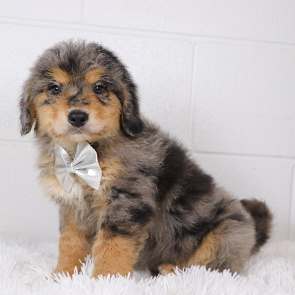 Rascal - Available 1/15