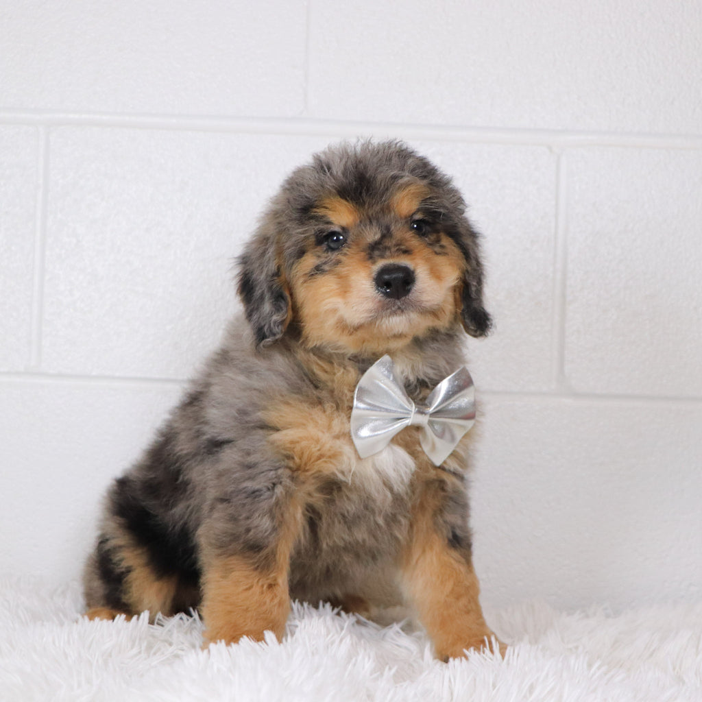 Rascal - Available 1/15