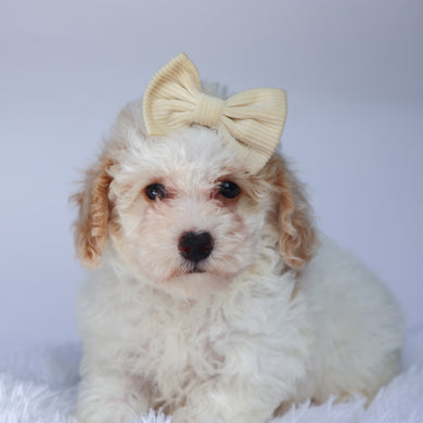 Reeses - Available 9/10