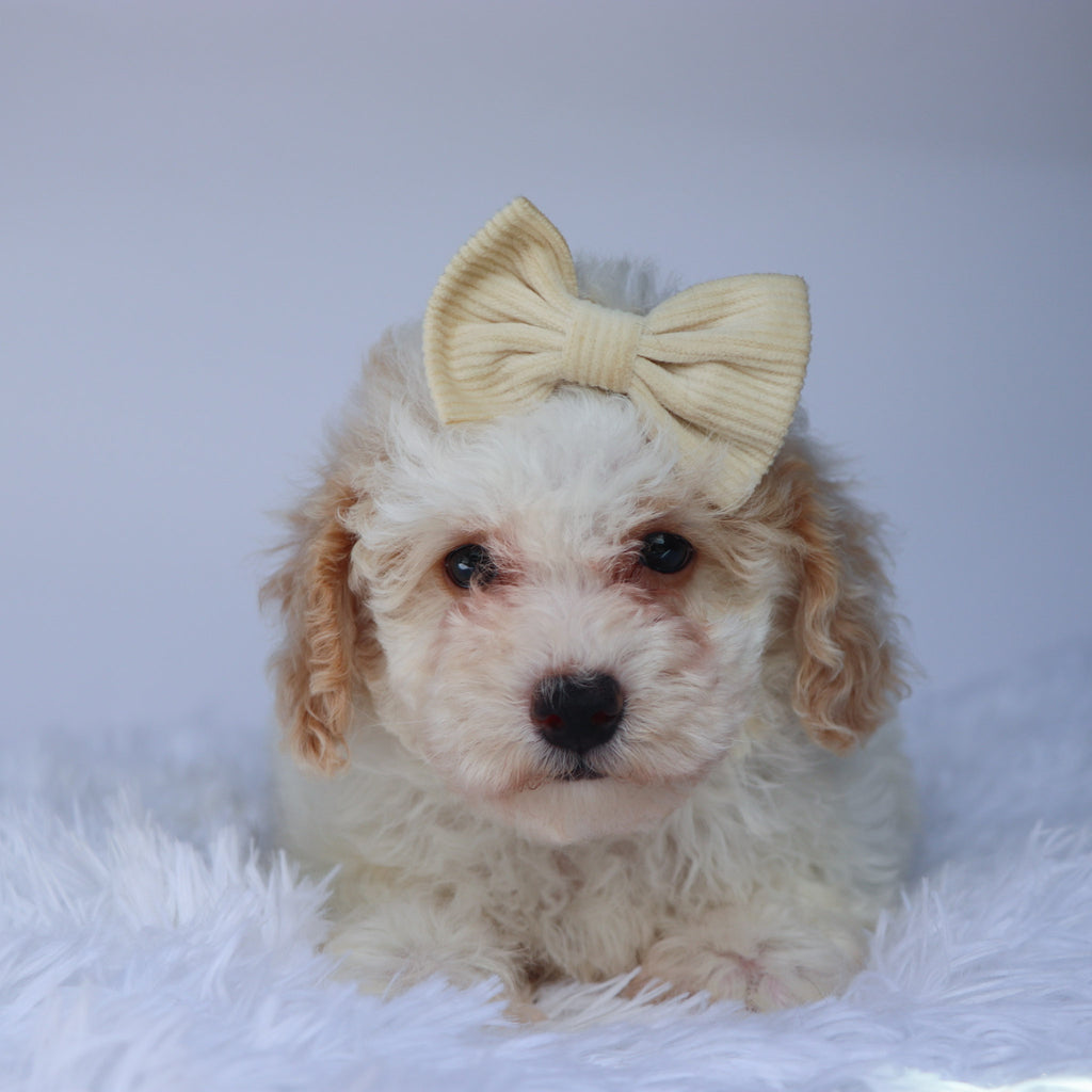Reeses - Available 9/10