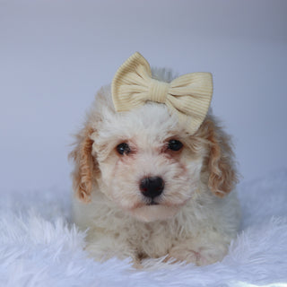 Reeses - Available 9/10