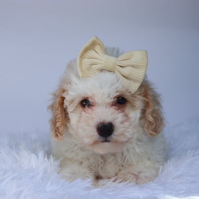 Reeses - Available 9/10