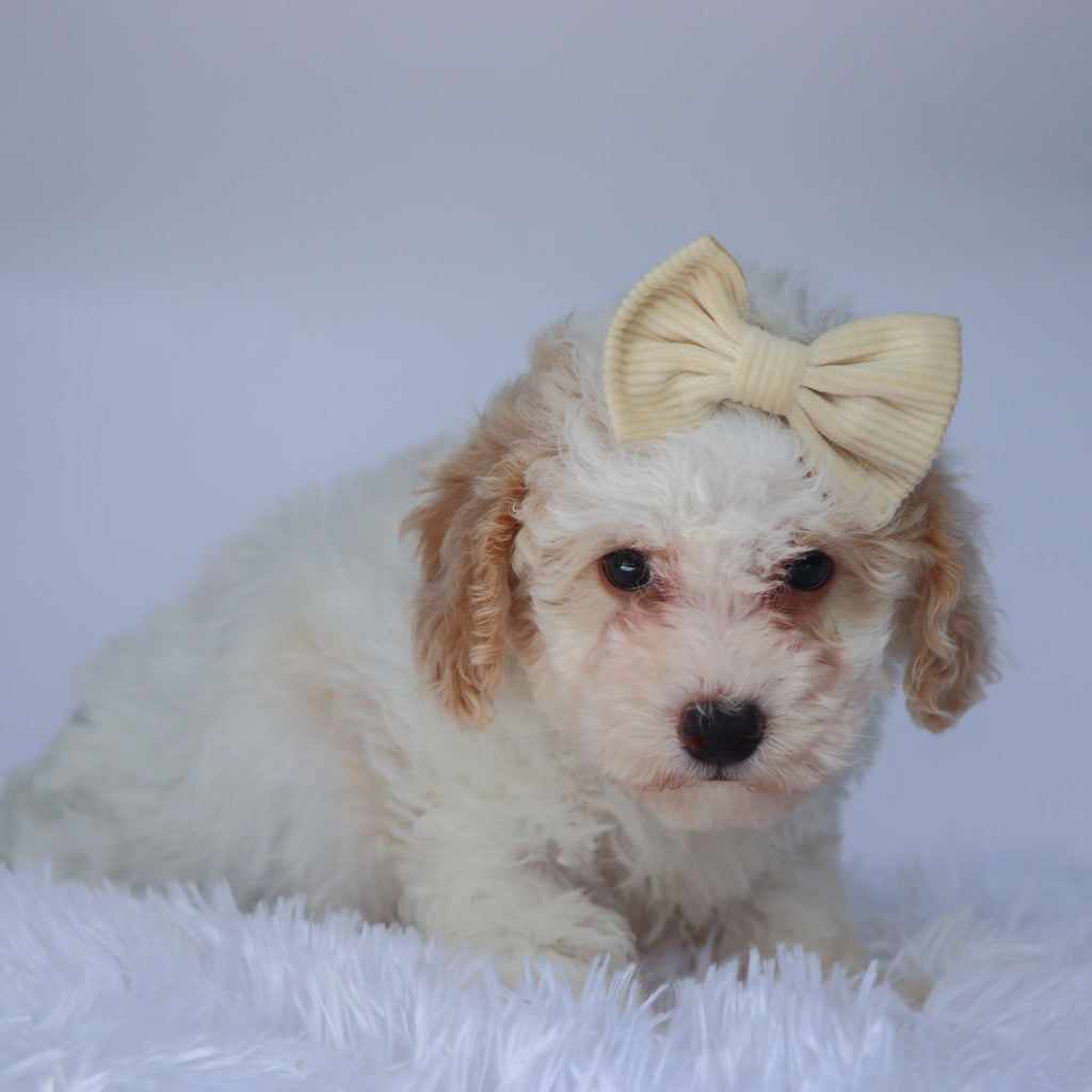 Reeses - Available 9/10