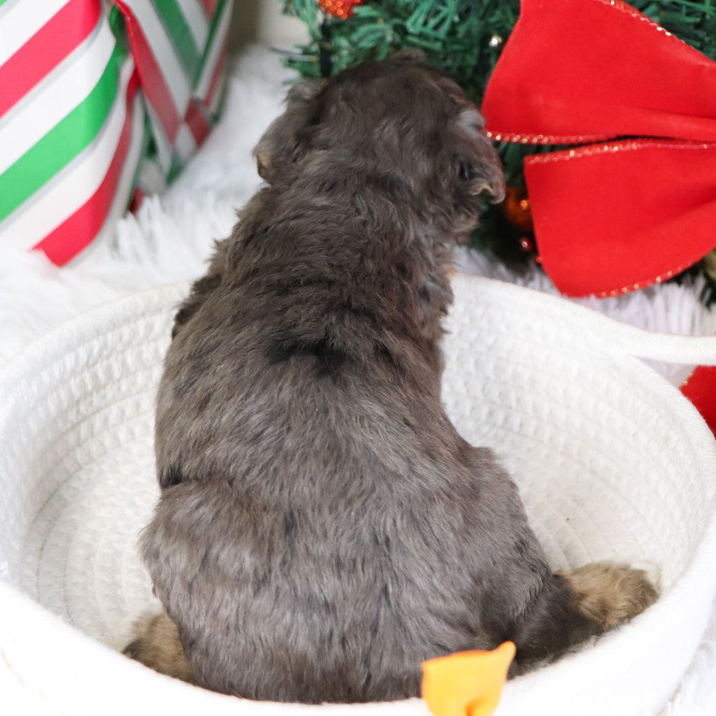 Reggie - Available 1/21