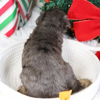 Reggie - Available 1/21