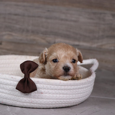 Richard - Available 5/28