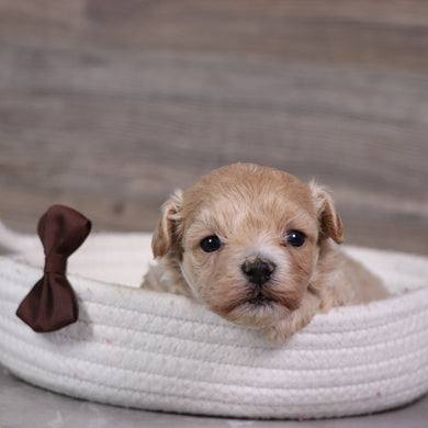 Richard - Available 5/28