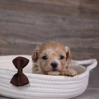 Richard - Available 5/28