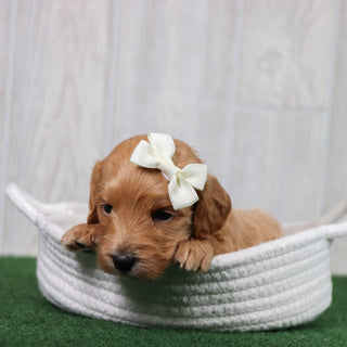Rita - Available 6/26