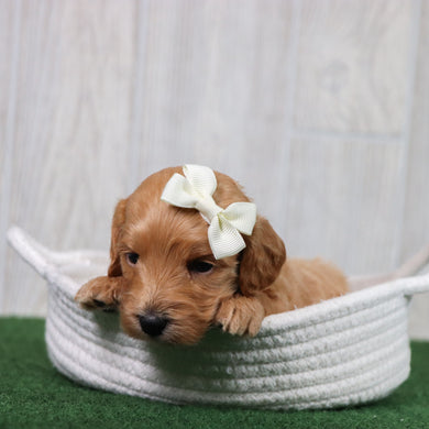 Rita - Available 6/26