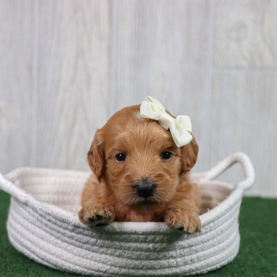 Rita - Available 6/26