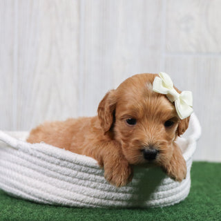 Rita - Available 6/26
