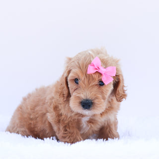 Rita - Available 6/26