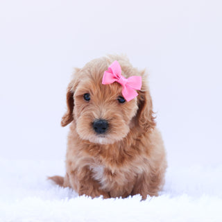 Rita - Available 6/26